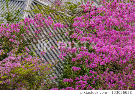 春天，在木津川市新道寺拍攝了寺廟的庭院，當時三葉杜鵑盛開，山脈都變成了粉紅色。 133036638
