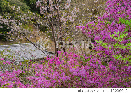 春天,在木津川市新道寺拍攝了寺廟的庭院,當時三葉杜鵑盛開,山脈都變成了粉紅色。 春天,在木津川市新道寺拍攝了寺廟的庭院,當時三葉杜鵑盛開,山脈都變成了粉紅色。 133036641