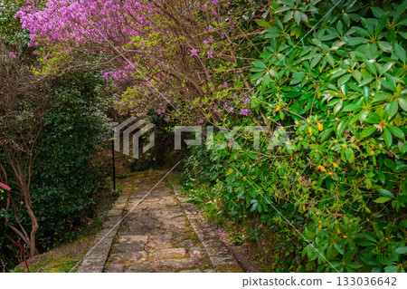 Photographed the grounds of Shindo-ji Temple in Kizugawa City in spring, when the Mitsuba azalea blossoms in full bloom and the mountains turn pink. 133036642