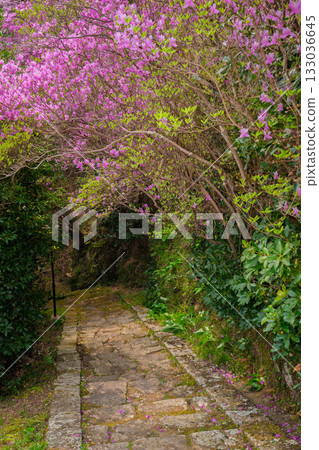 春天，在木津川市新道寺拍攝了寺廟的庭院，當時三葉杜鵑盛開，山脈都變成了粉紅色。 133036645