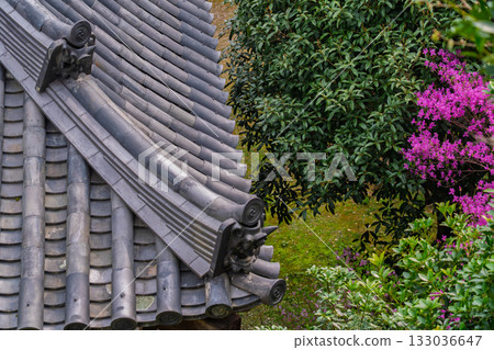 春天,在木津川市新道寺拍攝了寺廟的庭院,當時三葉杜鵑盛開,山脈都變成了粉紅色。 春天,在木津川市新道寺拍攝了寺廟的庭院,當時三葉杜鵑盛開,山脈都變成了粉紅色。 133036647