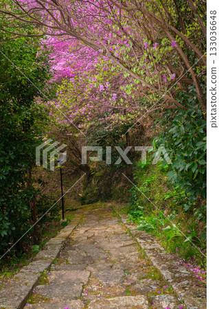 春天，在木津川市新道寺拍攝了寺廟的庭院，當時三葉杜鵑盛開，山脈都變成了粉紅色。 133036648