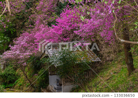 春天,在木津川市新道寺拍攝了寺廟的庭院,當時三葉杜鵑盛開,山脈都變成了粉紅色。 春天,在木津川市新道寺拍攝了寺廟的庭院,當時三葉杜鵑盛開,山脈都變成了粉紅色。 133036650