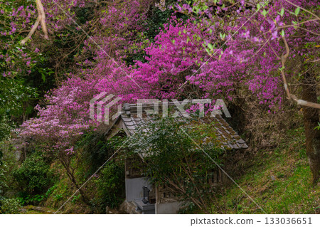 春天，在木津川市新道寺拍攝了寺廟的庭院，當時三葉杜鵑盛開，山脈都變成了粉紅色。 133036651