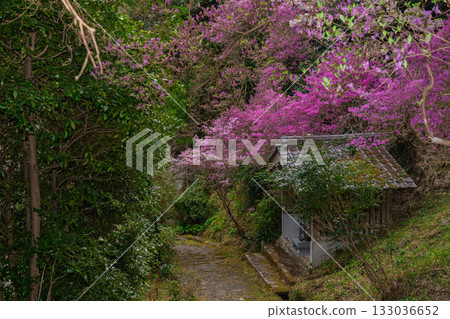 春天，在木津川市新道寺拍攝了寺廟的庭院，當時三葉杜鵑盛開，山脈都變成了粉紅色。 133036652