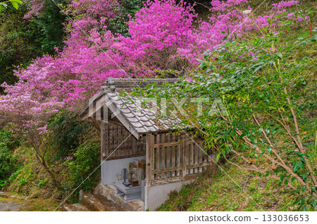 春天,在木津川市新道寺拍攝了寺廟的庭院,當時三葉杜鵑盛開,山脈都變成了粉紅色。 春天,在木津川市新道寺拍攝了寺廟的庭院,當時三葉杜鵑盛開,山脈都變成了粉紅色。 133036653