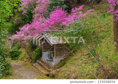 Photographed the grounds of Shindo-ji Temple in Kizugawa City in spring, when the Mitsuba azalea blossoms in full bloom and the mountains turn pink. Photographed the grounds of Shindo-ji Temple in Kizugawa City in spring, when the Mitsuba azalea blossoms in full bloom and the mountains turn pink. 133036654