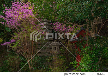 Photographed the grounds of Shindo-ji Temple in Kizugawa City in spring, when the Mitsuba azalea blossoms in full bloom and the mountains turn pink. 133036662