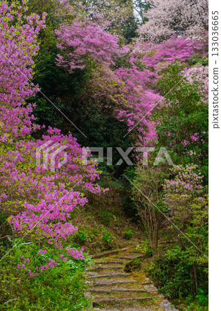 Photographed the grounds of Shindo-ji Temple in Kizugawa City in spring, when the Mitsuba azalea blossoms in full bloom and the mountains turn pink. Photographed the grounds of Shindo-ji Temple in Kizugawa City in spring, when the Mitsuba azalea blossoms in full bloom and the mountains turn pink. 133036665