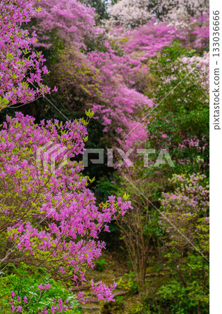 春天,在木津川市新道寺拍攝了寺廟的庭院,當時三葉杜鵑盛開,山脈都變成了粉紅色。 春天,在木津川市新道寺拍攝了寺廟的庭院,當時三葉杜鵑盛開,山脈都變成了粉紅色。 133036666