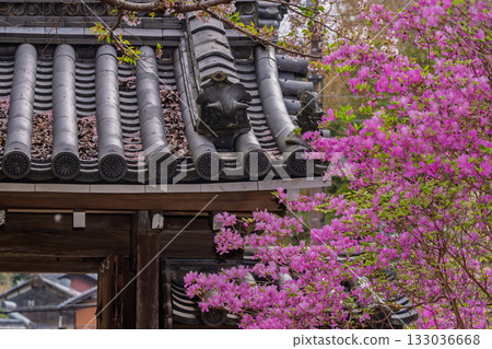 春天，在木津川市新道寺拍攝了寺廟的庭院，當時三葉杜鵑盛開，山脈都變成了粉紅色。 133036668