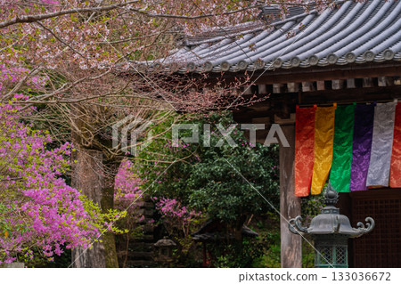 春天,在木津川市新道寺拍攝了寺廟的庭院,當時三葉杜鵑盛開,山脈都變成了粉紅色。 春天,在木津川市新道寺拍攝了寺廟的庭院,當時三葉杜鵑盛開,山脈都變成了粉紅色。 133036672