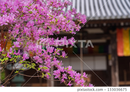 Photographed the grounds of Shindo-ji Temple in Kizugawa City in spring, when the Mitsuba azalea blossoms in full bloom and the mountains turn pink. 133036675