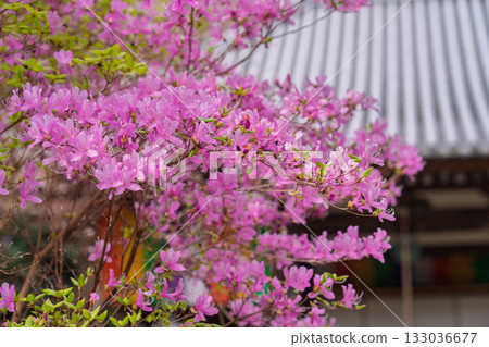Photographed the grounds of Shindo-ji Temple in Kizugawa City in spring, when the Mitsuba azalea blossoms in full bloom and the mountains turn pink. Photographed the grounds of Shindo-ji Temple in Kizugawa City in spring, when the Mitsuba azalea blossoms in full bloom and the mountains turn pink. 133036677