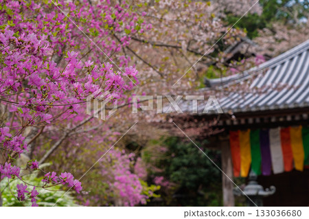 春天,在木津川市新道寺拍攝了寺廟的庭院,當時三葉杜鵑盛開,山脈都變成了粉紅色。 春天,在木津川市新道寺拍攝了寺廟的庭院,當時三葉杜鵑盛開,山脈都變成了粉紅色。 133036680