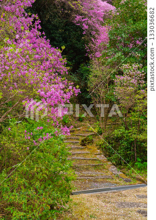 Photographed the grounds of Shindo-ji Temple in Kizugawa City in spring, when the Mitsuba azalea blossoms in full bloom and the mountains turn pink. Photographed the grounds of Shindo-ji Temple in Kizugawa City in spring, when the Mitsuba azalea blossoms in full bloom and the mountains turn pink. 133036682