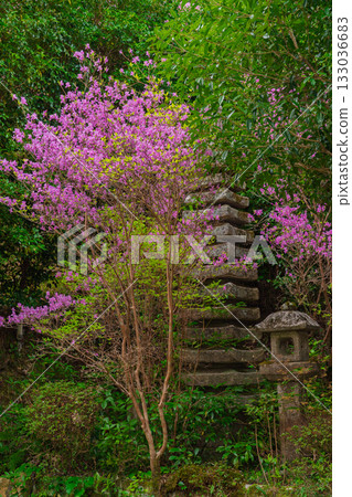 Photographed the grounds of Shindo-ji Temple in Kizugawa City in spring, when the Mitsuba azalea blossoms in full bloom and the mountains turn pink. Photographed the grounds of Shindo-ji Temple in Kizugawa City in spring, when the Mitsuba azalea blossoms in full bloom and the mountains turn pink. 133036683