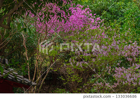 Photographed the grounds of Shindo-ji Temple in Kizugawa City in spring, when the Mitsuba azalea blossoms in full bloom and the mountains turn pink. Photographed the grounds of Shindo-ji Temple in Kizugawa City in spring, when the Mitsuba azalea blossoms in full bloom and the mountains turn pink. 133036686