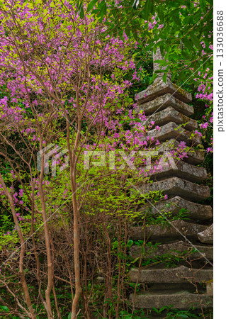 Photographed the grounds of Shindo-ji Temple in Kizugawa City in spring, when the Mitsuba azalea blossoms in full bloom and the mountains turn pink. Photographed the grounds of Shindo-ji Temple in Kizugawa City in spring, when the Mitsuba azalea blossoms in full bloom and the mountains turn pink. 133036688