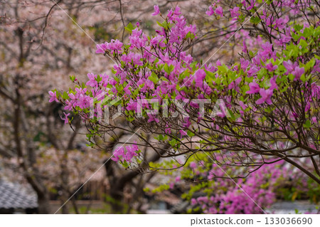 Photographed the grounds of Shindo-ji Temple in Kizugawa City in spring, when the Mitsuba azalea blossoms in full bloom and the mountains turn pink. Photographed the grounds of Shindo-ji Temple in Kizugawa City in spring, when the Mitsuba azalea blossoms in full bloom and the mountains turn pink. 133036690