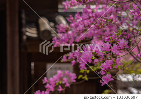 Photographed the grounds of Shindo-ji Temple in Kizugawa City in spring, when the Mitsuba azalea blossoms in full bloom and the mountains turn pink. 133036697