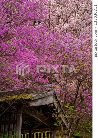 Photographed the grounds of Shindo-ji Temple in Kizugawa City in spring, when the Mitsuba azalea blossoms in full bloom and the mountains turn pink. Photographed the grounds of Shindo-ji Temple in Kizugawa City in spring, when the Mitsuba azalea blossoms in full bloom and the mountains turn pink. 133036711