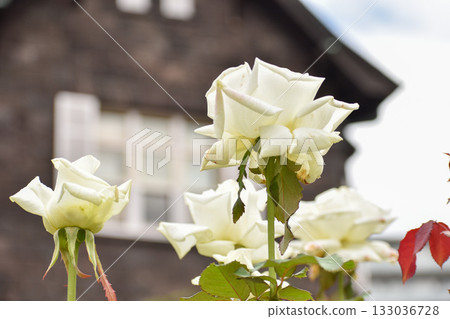 White roses blooming in the autumn rose garden White roses blooming in the autumn rose garden 133036728
