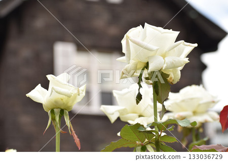 White roses blooming in the autumn rose garden White roses blooming in the autumn rose garden 133036729