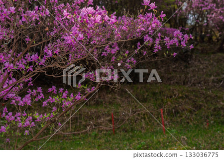 Photographed the grounds of Shindo-ji Temple in Kizugawa City in spring, when the Mitsuba azalea blossoms in full bloom and the mountains turn pink. Photographed the grounds of Shindo-ji Temple in Kizugawa City in spring, when the Mitsuba azalea blossoms in full bloom and the mountains turn pink. 133036775