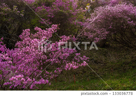Photographed the grounds of Shindo-ji Temple in Kizugawa City in spring, when the Mitsuba azalea blossoms in full bloom and the mountains turn pink. Photographed the grounds of Shindo-ji Temple in Kizugawa City in spring, when the Mitsuba azalea blossoms in full bloom and the mountains turn pink. 133036778