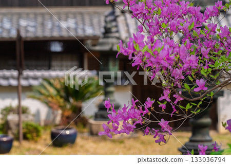 Photographed the grounds of Shindo-ji Temple in Kizugawa City in spring, when the Mitsuba azalea blossoms in full bloom and the mountains turn pink. Photographed the grounds of Shindo-ji Temple in Kizugawa City in spring, when the Mitsuba azalea blossoms in full bloom and the mountains turn pink. 133036794