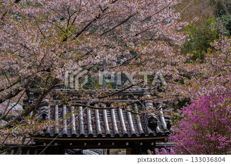 春天，在木津川市新道寺拍攝了寺廟的庭院，當時三葉杜鵑盛開，山脈都變成了粉紅色。 133036804