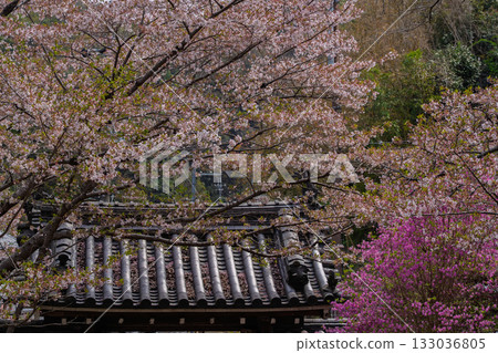 春天,在木津川市新道寺拍攝了寺廟的庭院,當時三葉杜鵑盛開,山脈都變成了粉紅色。 春天,在木津川市新道寺拍攝了寺廟的庭院,當時三葉杜鵑盛開,山脈都變成了粉紅色。 133036805