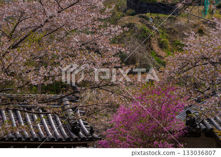 Photographed the grounds of Shindo-ji Temple in Kizugawa City in spring, when the Mitsuba azalea blossoms in full bloom and the mountains turn pink. Photographed the grounds of Shindo-ji Temple in Kizugawa City in spring, when the Mitsuba azalea blossoms in full bloom and the mountains turn pink. 133036807