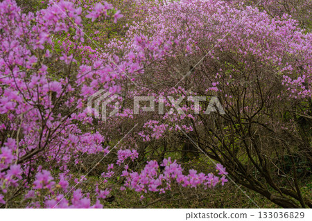 Photographed the grounds of Shindo-ji Temple in Kizugawa City in spring, when the Mitsuba azalea blossoms in full bloom and the mountains turn pink. Photographed the grounds of Shindo-ji Temple in Kizugawa City in spring, when the Mitsuba azalea blossoms in full bloom and the mountains turn pink. 133036829