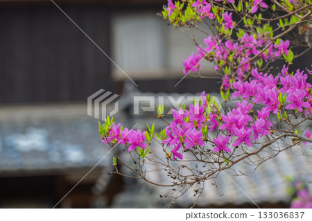Photographed the grounds of Shindo-ji Temple in Kizugawa City in spring, when the Mitsuba azalea blossoms in full bloom and the mountains turn pink. Photographed the grounds of Shindo-ji Temple in Kizugawa City in spring, when the Mitsuba azalea blossoms in full bloom and the mountains turn pink. 133036837