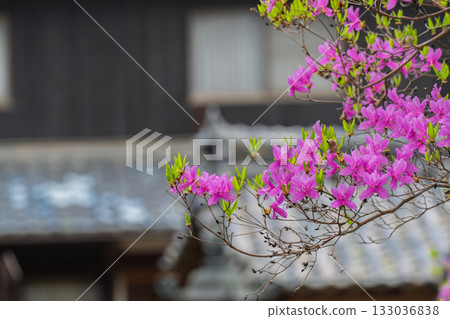 Photographed the grounds of Shindo-ji Temple in Kizugawa City in spring, when the Mitsuba azalea blossoms in full bloom and the mountains turn pink. 133036838