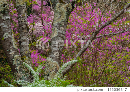 春天，在木津川市新道寺拍攝了寺廟的庭院，當時三葉杜鵑盛開，山脈都變成了粉紅色。 133036847