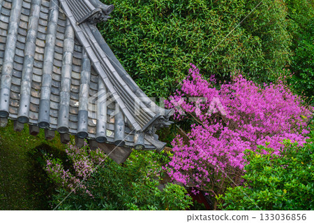 春天,在木津川市新道寺拍攝了寺廟的庭院,當時三葉杜鵑盛開,山脈都變成了粉紅色。 春天,在木津川市新道寺拍攝了寺廟的庭院,當時三葉杜鵑盛開,山脈都變成了粉紅色。 133036856