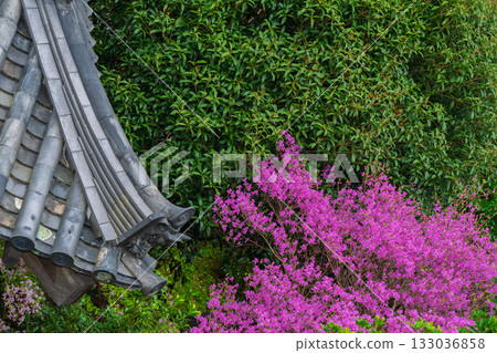 Photographed the grounds of Shindo-ji Temple in Kizugawa City in spring, when the Mitsuba azalea blossoms in full bloom and the mountains turn pink. 133036858