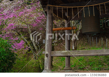 春天,在木津川市新道寺拍攝了寺廟的庭院,當時三葉杜鵑盛開,山脈都變成了粉紅色。 春天,在木津川市新道寺拍攝了寺廟的庭院,當時三葉杜鵑盛開,山脈都變成了粉紅色。 133036860