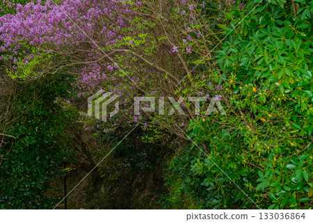 Photographed the grounds of Shindo-ji Temple in Kizugawa City in spring, when the Mitsuba azalea blossoms in full bloom and the mountains turn pink. 133036864