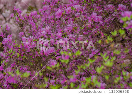 Photographed the grounds of Shindo-ji Temple in Kizugawa City in spring, when the Mitsuba azalea blossoms in full bloom and the mountains turn pink. Photographed the grounds of Shindo-ji Temple in Kizugawa City in spring, when the Mitsuba azalea blossoms in full bloom and the mountains turn pink. 133036868