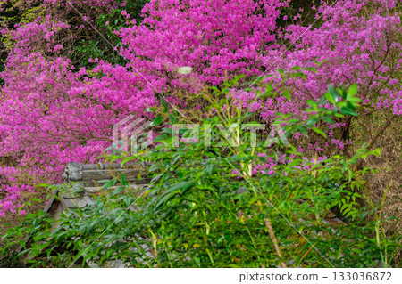 Photographed the grounds of Shindo-ji Temple in Kizugawa City in spring, when the Mitsuba azalea blossoms in full bloom and the mountains turn pink. 133036872