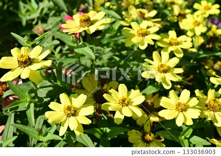 百日菊(菊科) 百日菊(菊科) 133036903