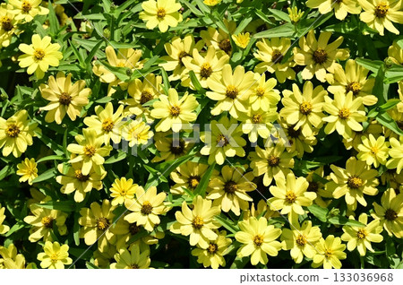 Zinnia (Asteraceae) 133036968
