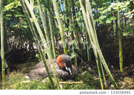 Little Grebe that warms eggs 133036991