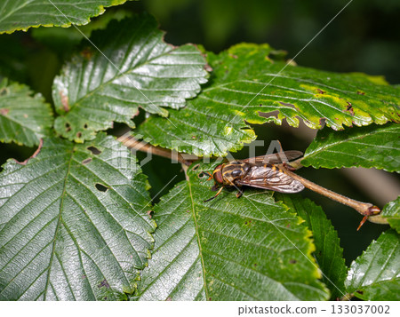 Akaushiabu 133037002