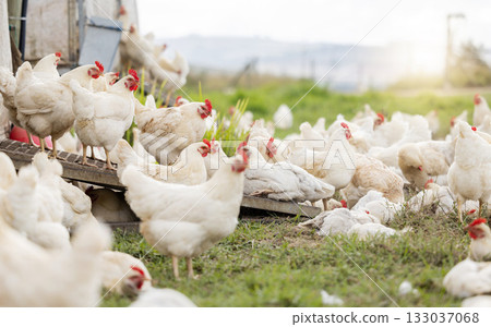 Chicken, farm and animals for agriculture production, nature or food ecology on field. Poultry farming, birds and group of livestock, countryside and ecosystem sustainability in outdoor environment Chicken, farm and animals for agriculture production, nature or food ecology on field. Poultry farming, birds and group of livestock, countryside and ecosystem sustainability in outdoor environment 133037068