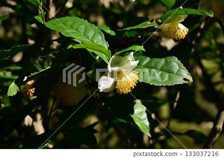 茶樹（山茶科）山茶花 133037216